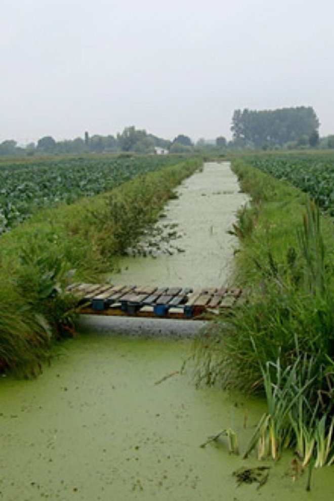 Return to the Brouck: The Fenland, 40 Years On