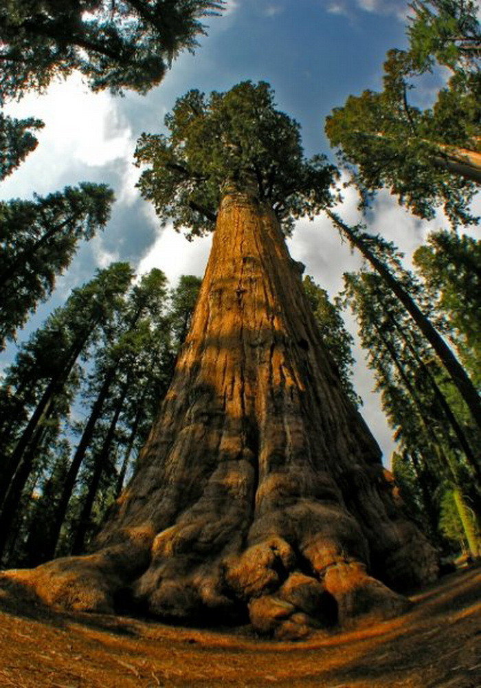 National Geographic. Калифорнийские секвойи: Анатомия гигантов
