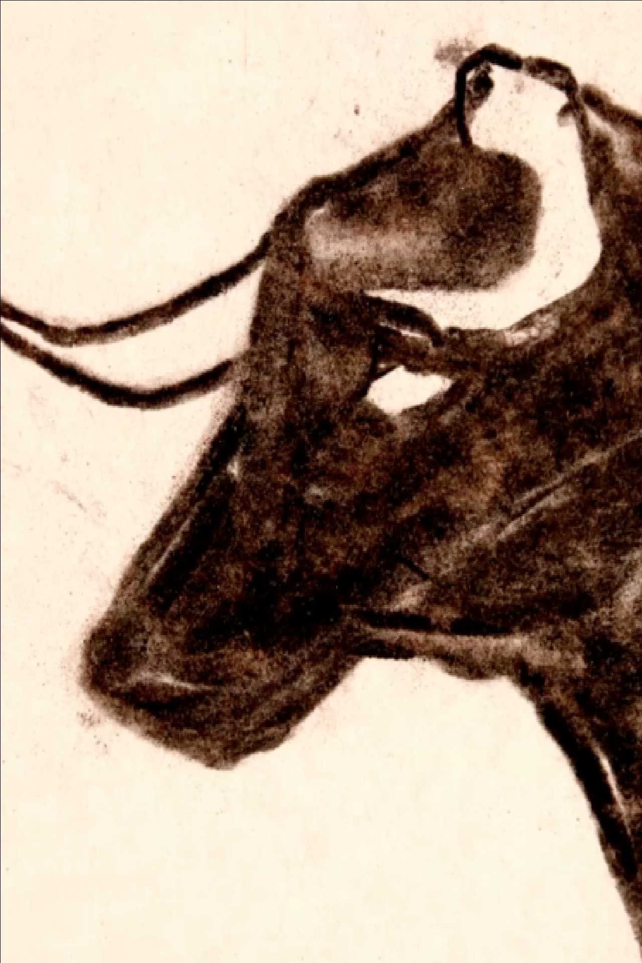 Toro