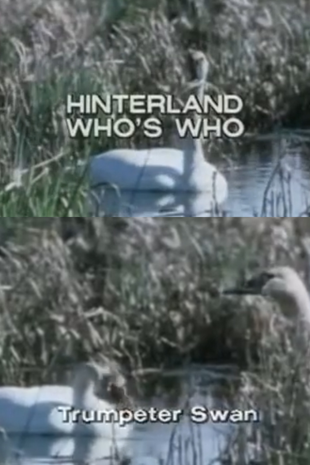 Hinterland Who's Who: Trumpeter Swan