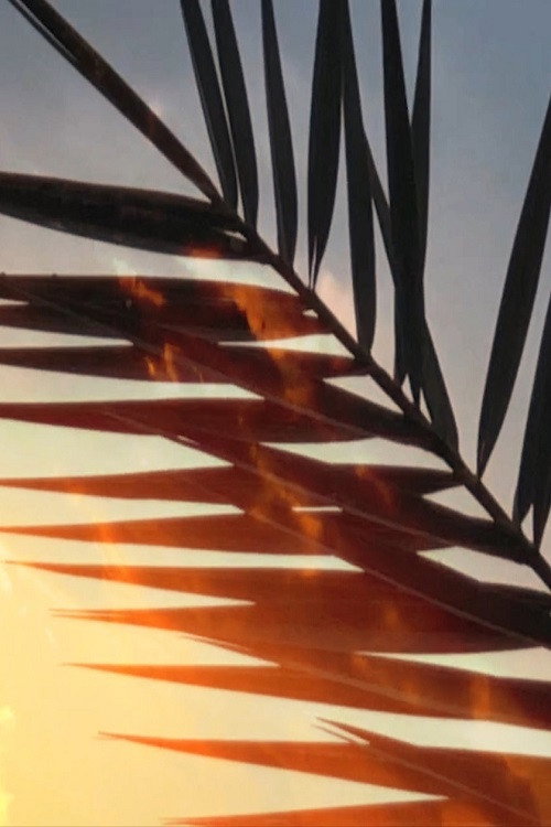 Palm