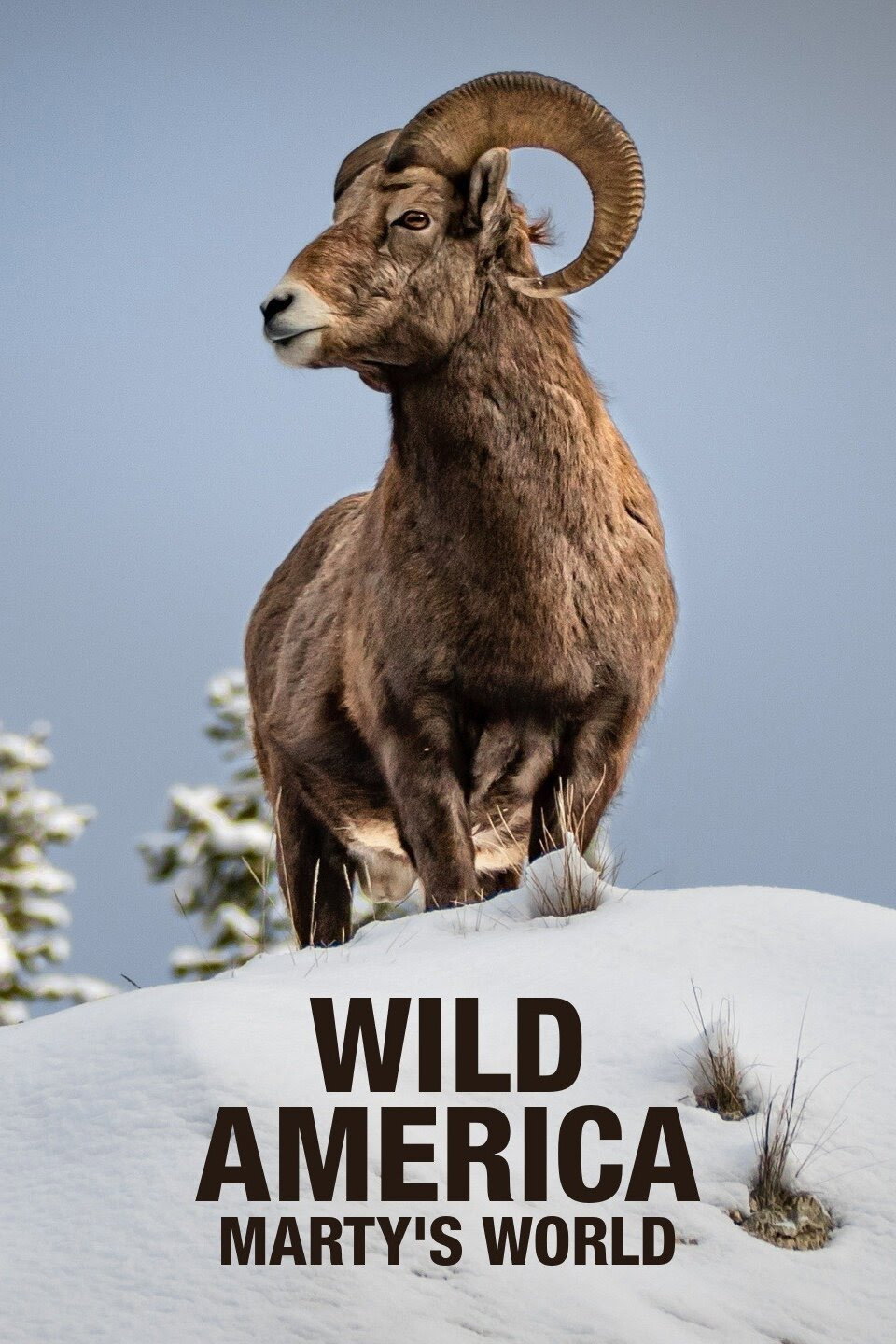 Wild America: Marty's World