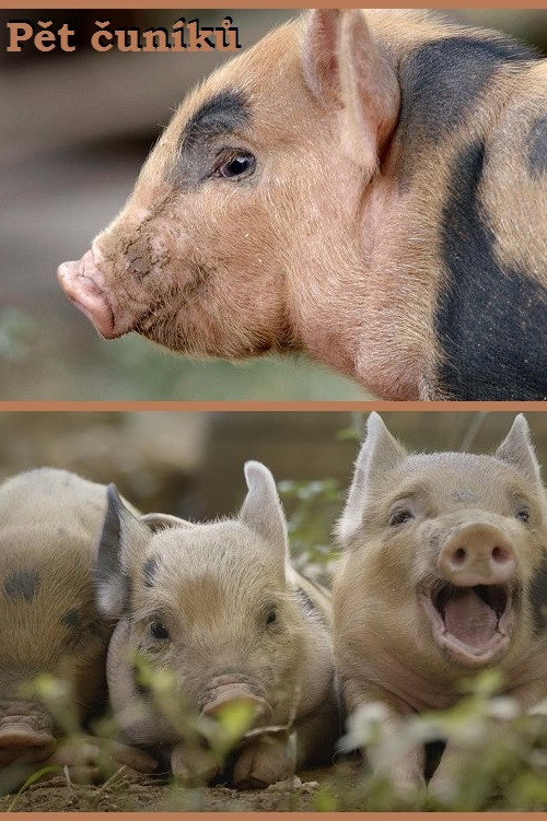 5 petits cochons