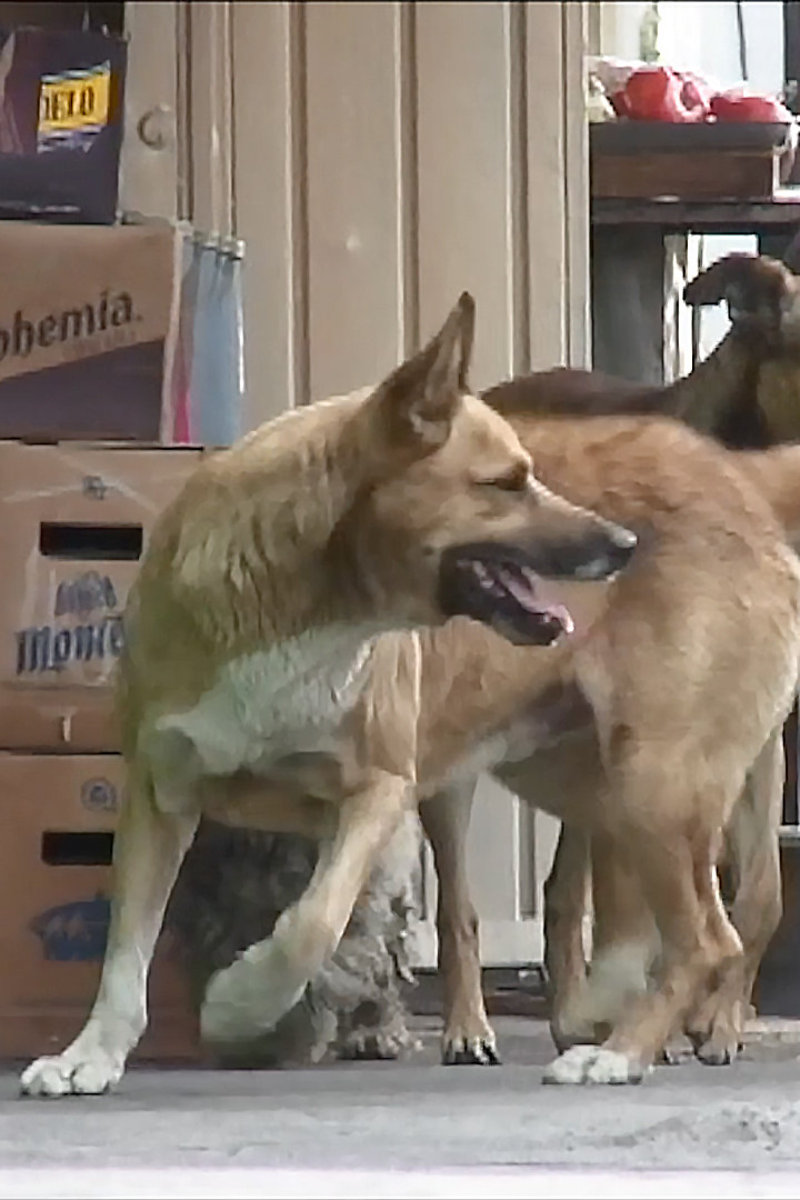 Perros perdidos