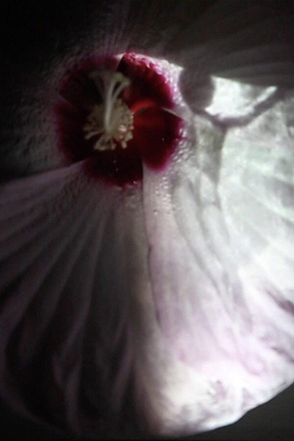 Fleur