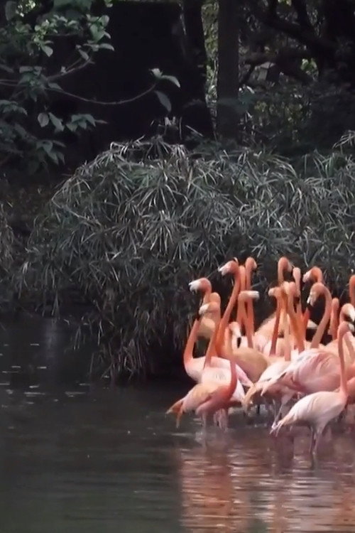 Spring Flamingo