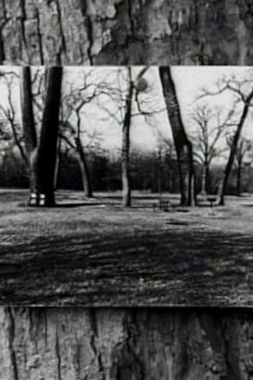 Zeno's Paradox