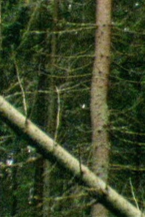 Metsä