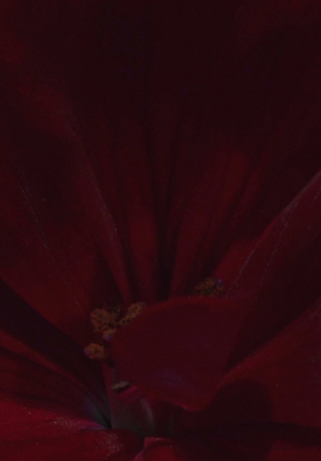 Flowerbed