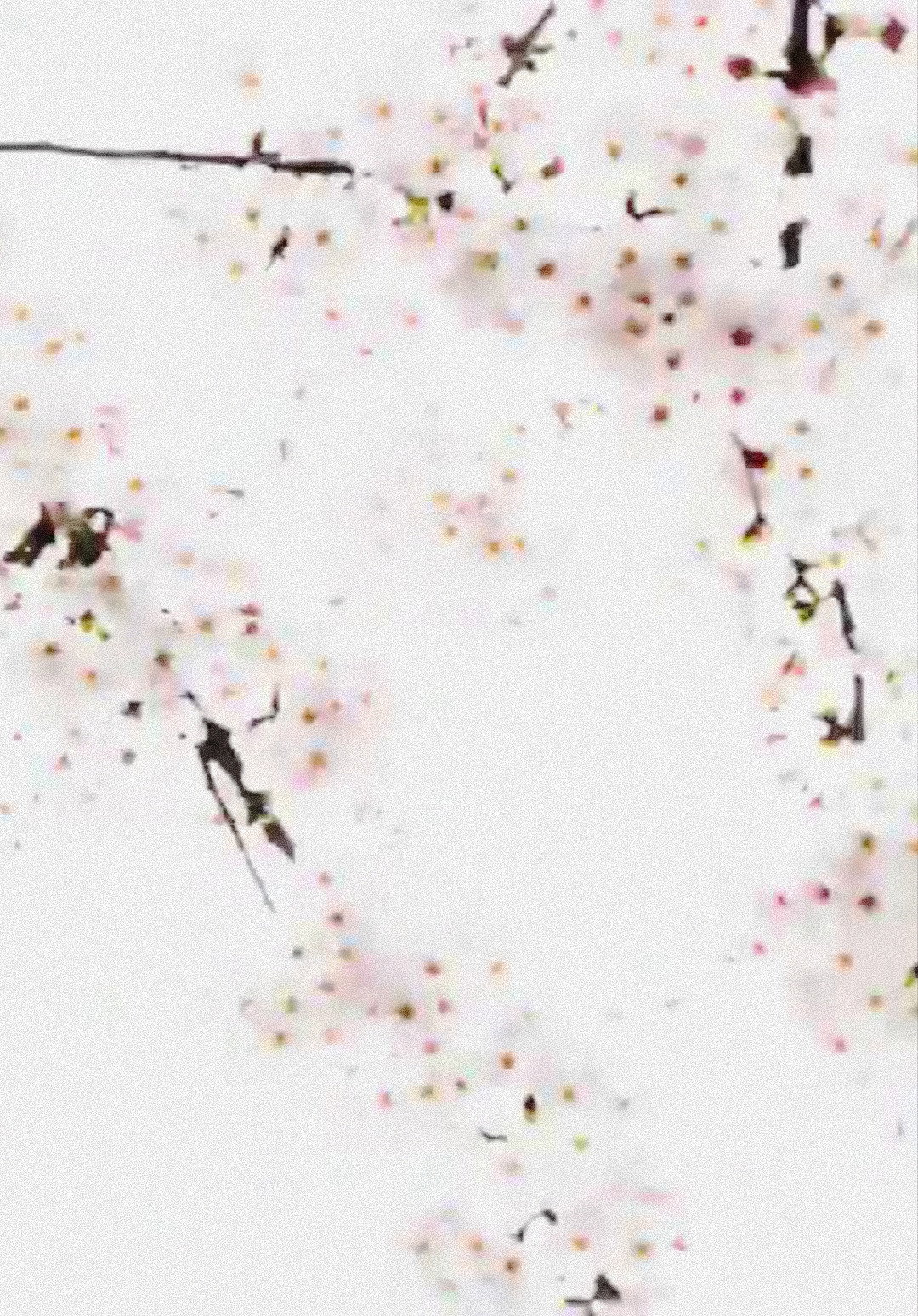 Cherry Blossoms Nakameguro