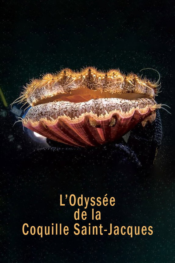 L'Odyssée de la Coquille Saint-Jacques