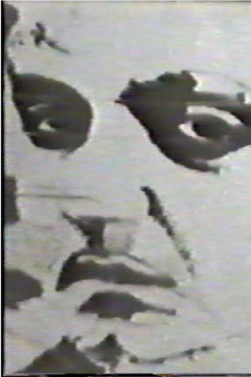 Goffredo