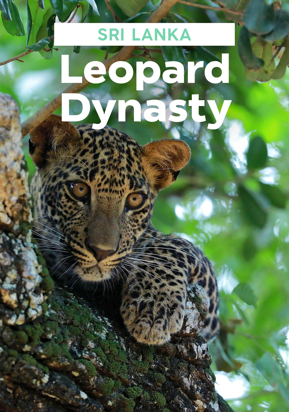Sri Lanka: Leopard Dynasty