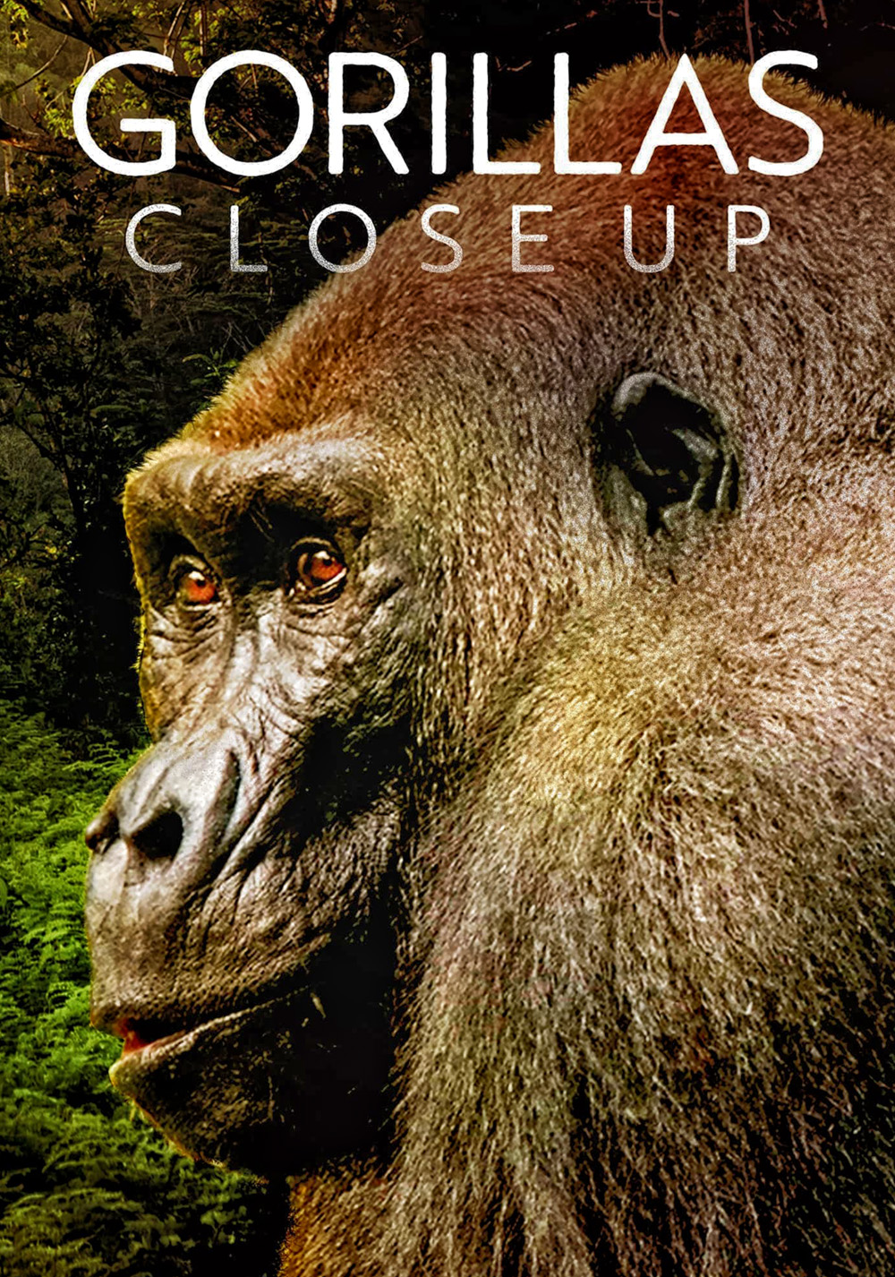 Gorillas Close Up