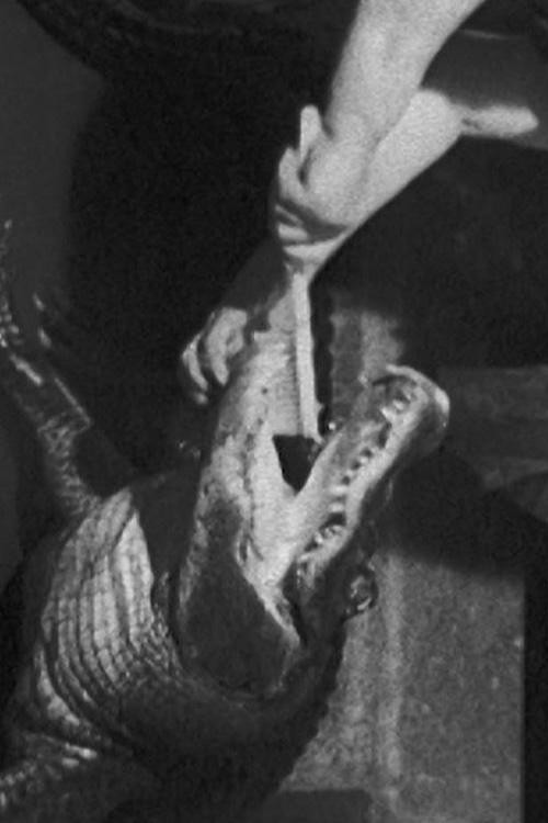 Alligator on Lizard