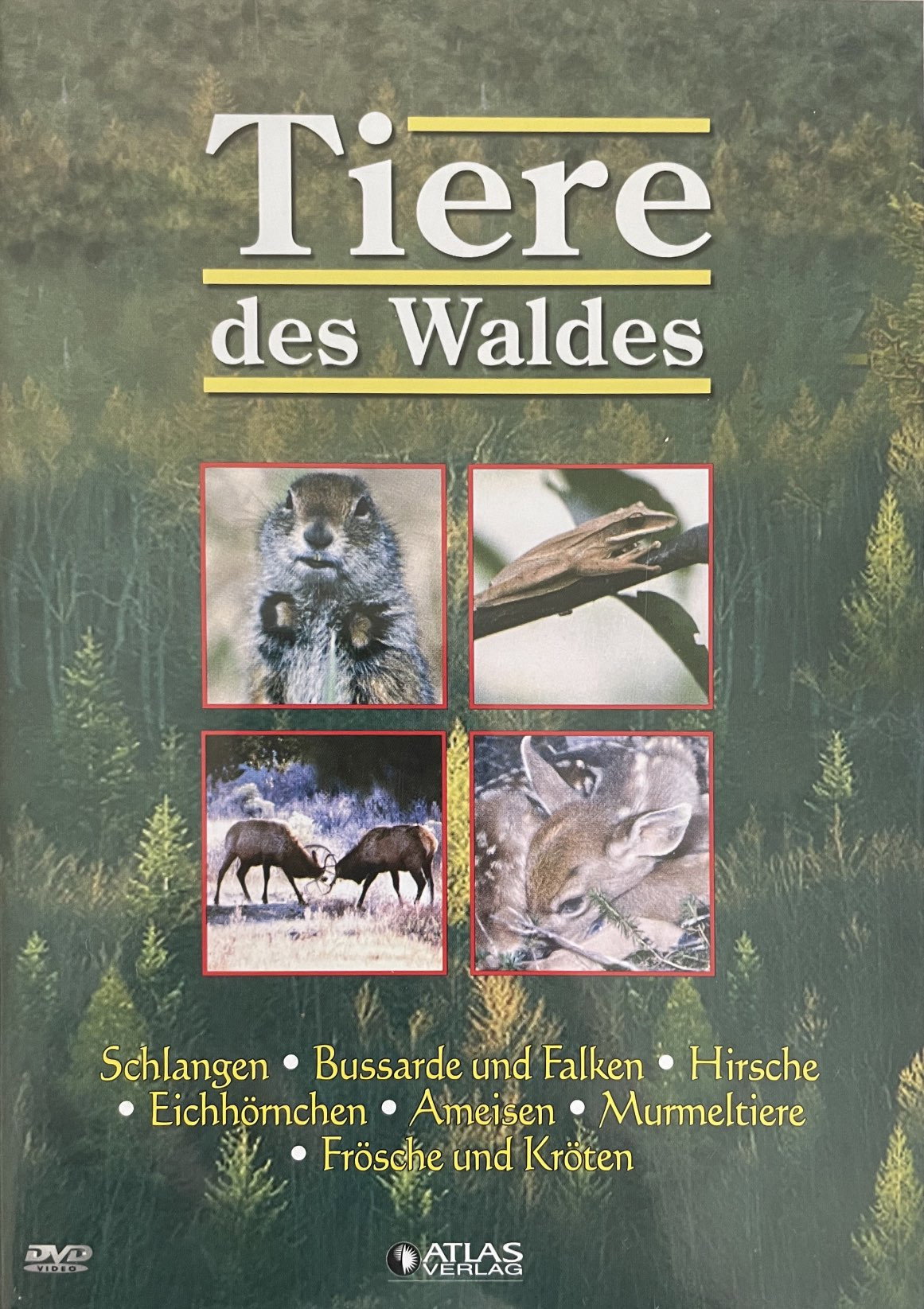 Tiere des Waldes