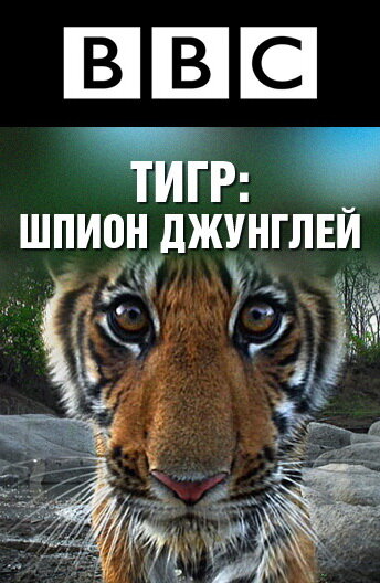 Die geheime Welt der Tiger
