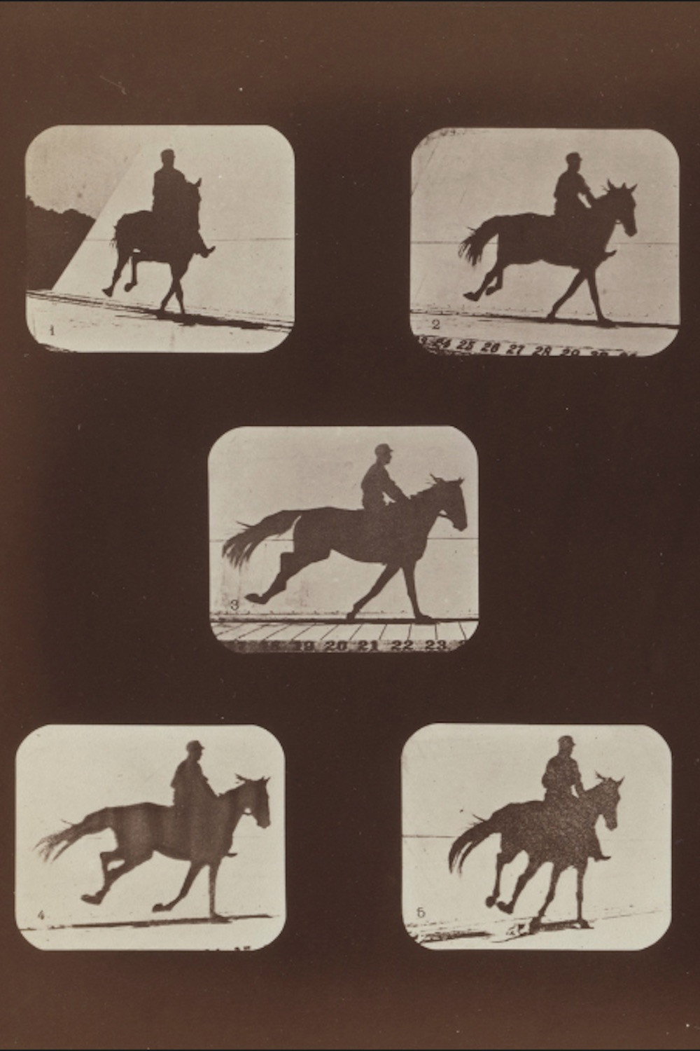 The Horse in Action