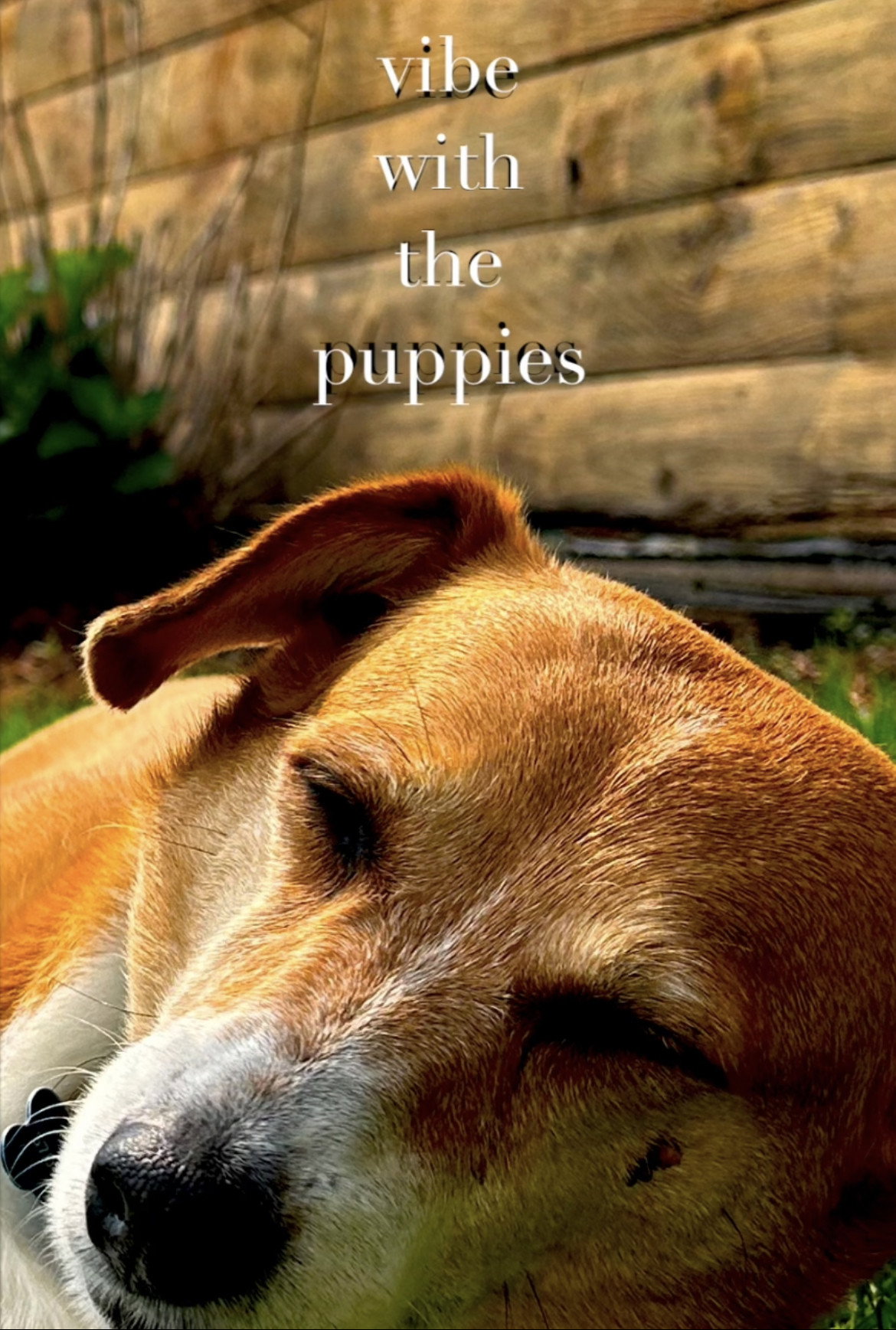 Vibe With The Puppies