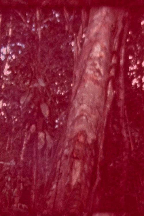 Oculto