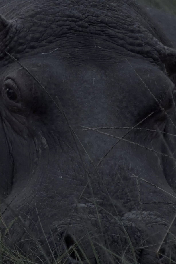 Hippos in Gravitas