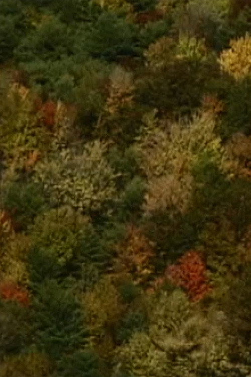 Color Study
