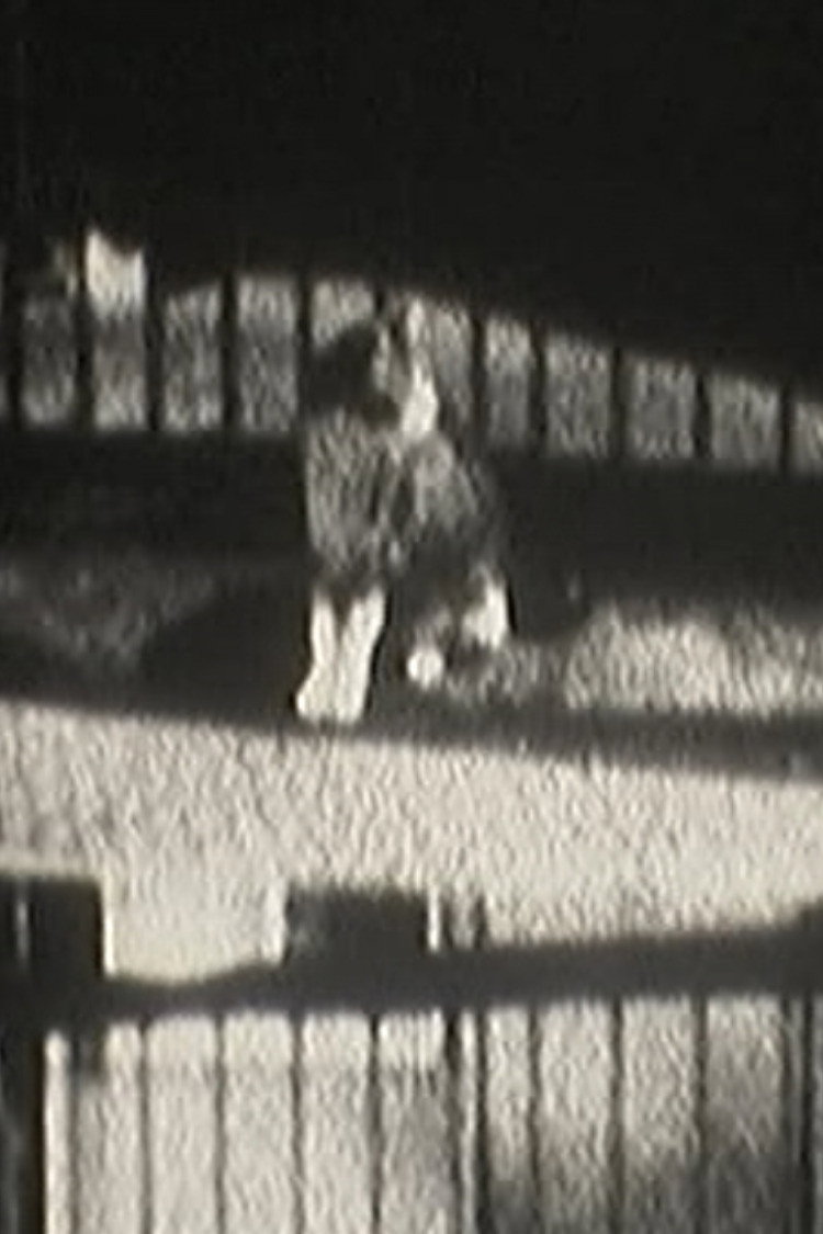 猫目宣言