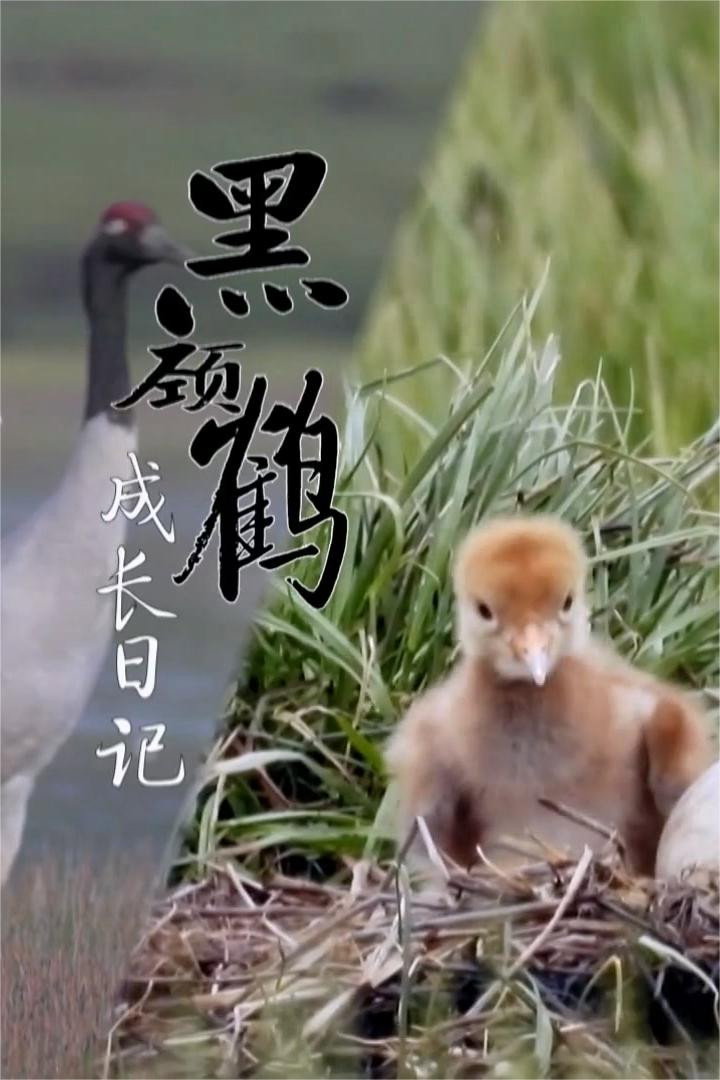黑颈鹤成长日记