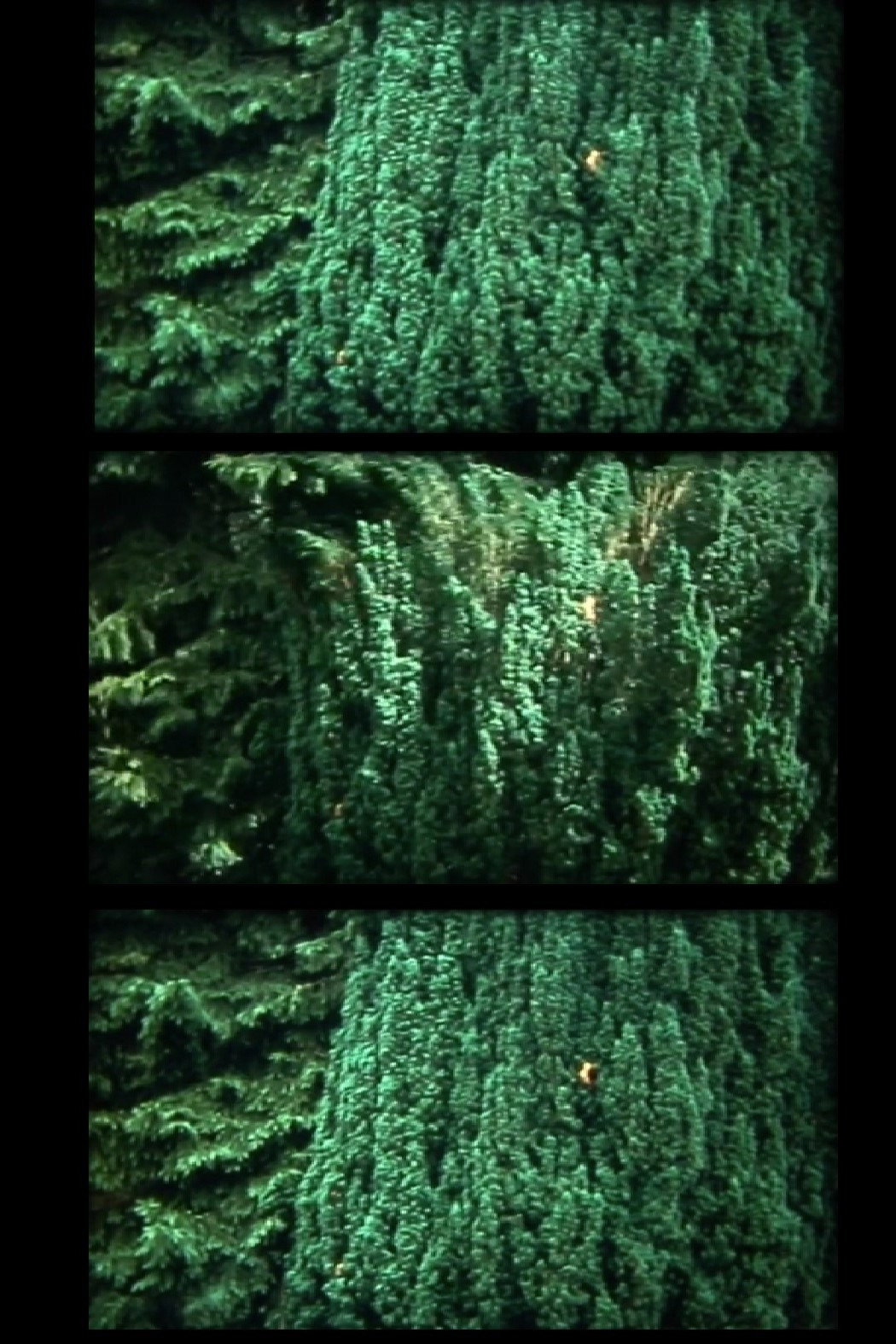 nur baum