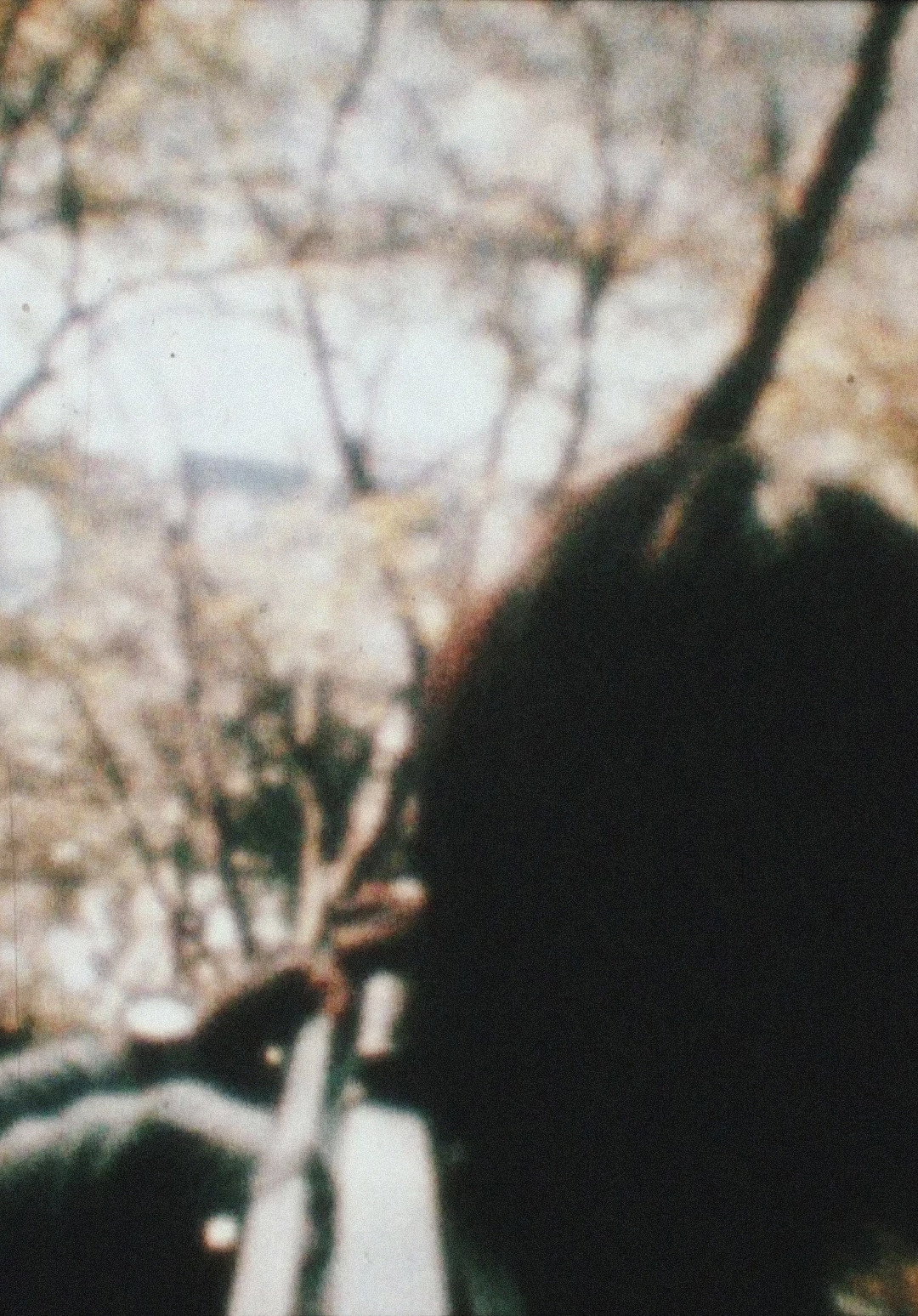 杖