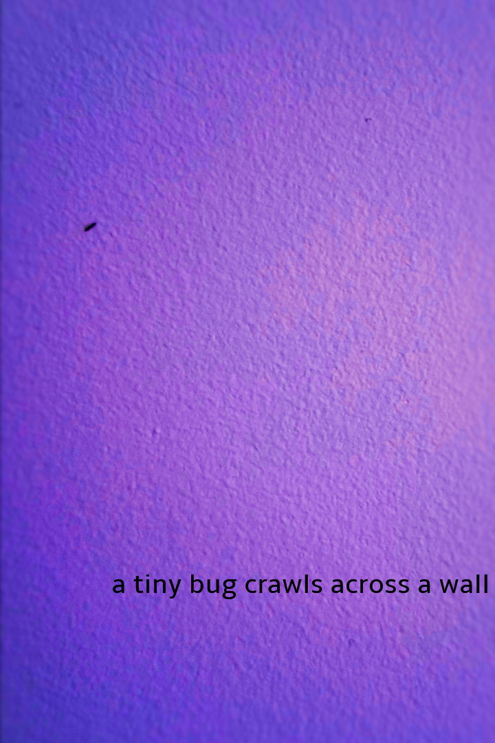 a tiny bug crawls across a wall