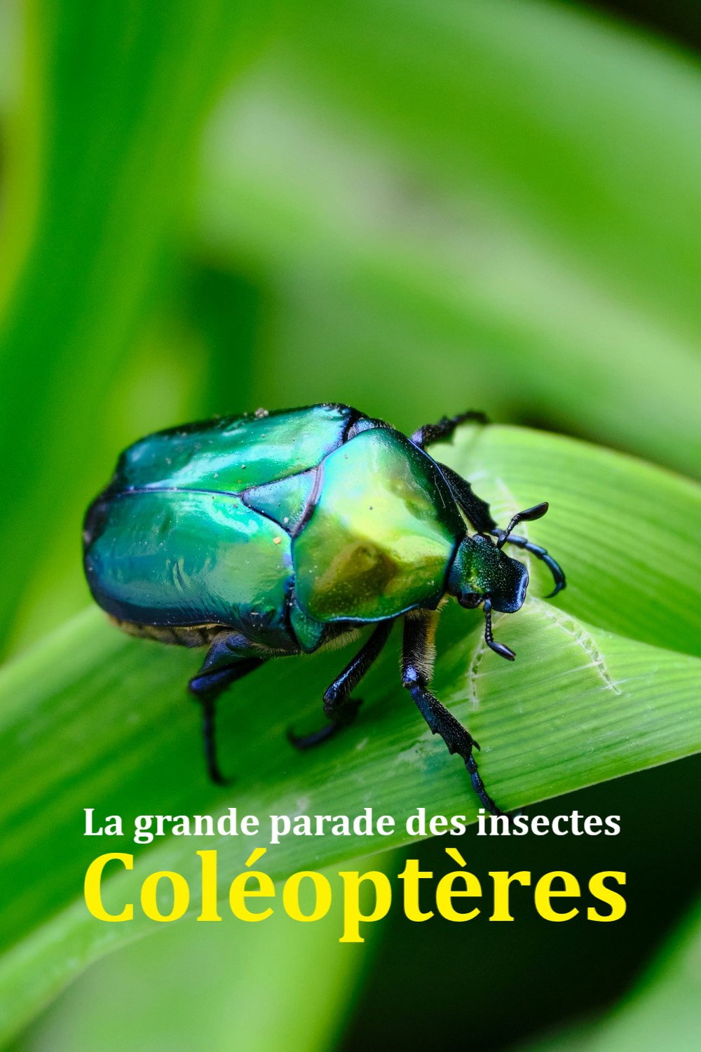 Fabelhafte Insekten - Käfer