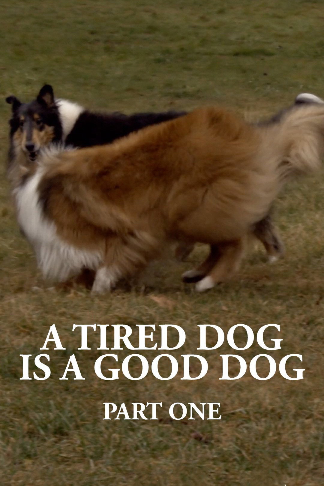 A Tired Dog is a Good Dog, Part One