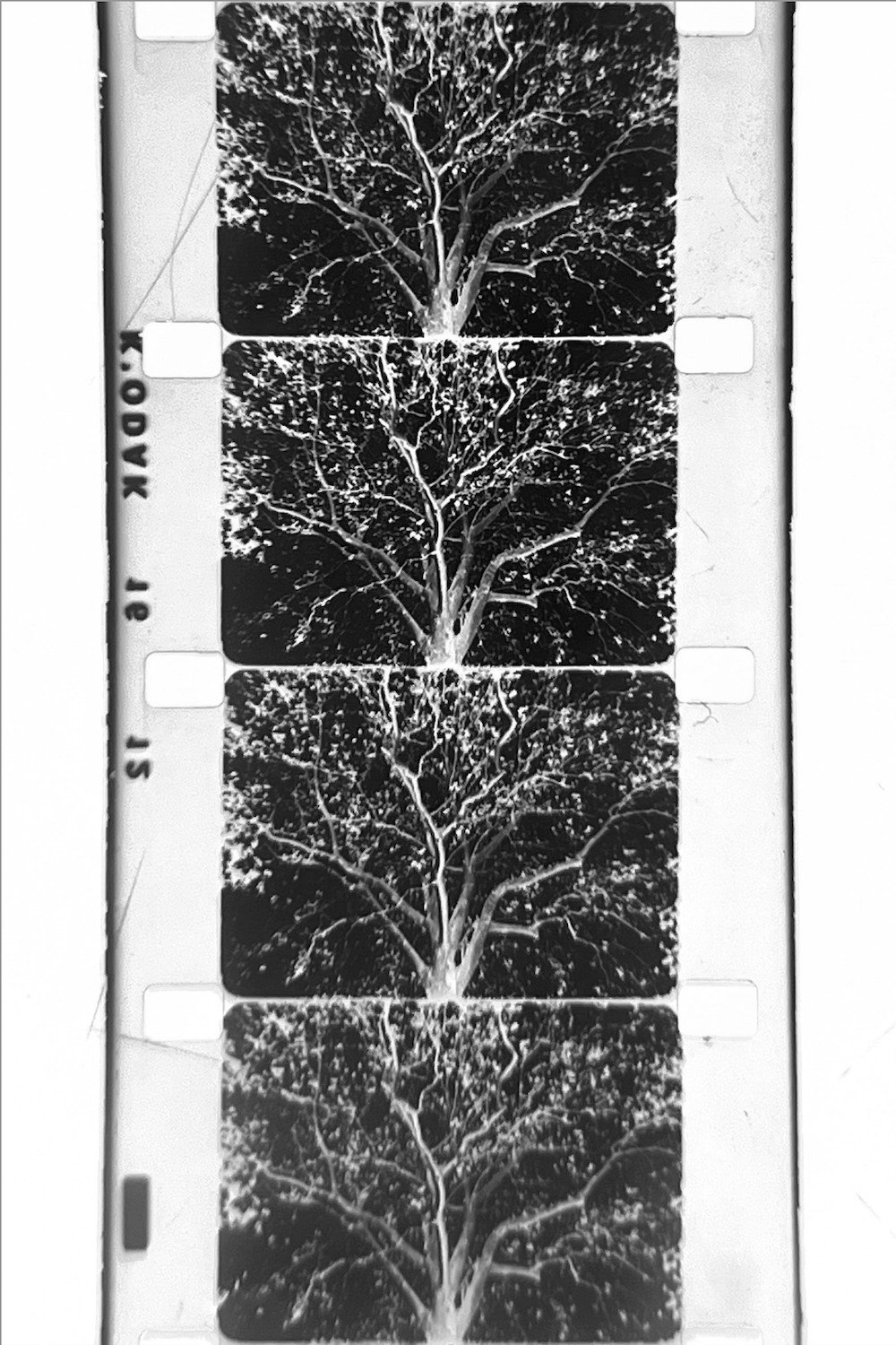 un arbre