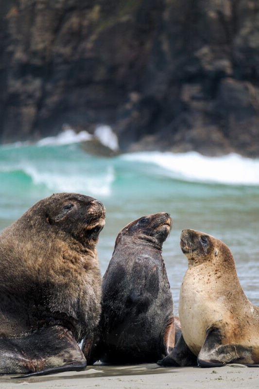Return of the New Zealand Sea Lion