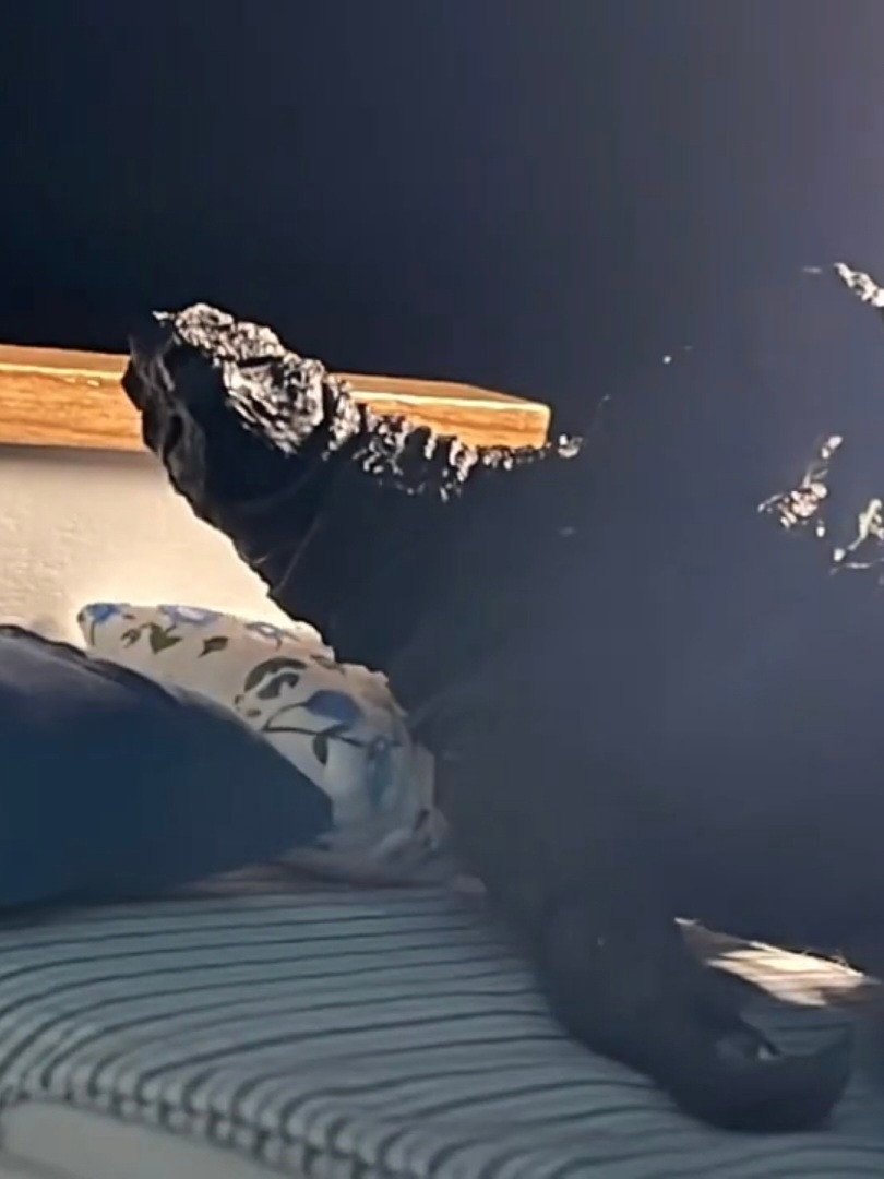 Godzilla's Day Off