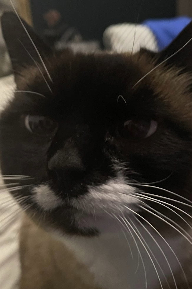 Cookie the cat