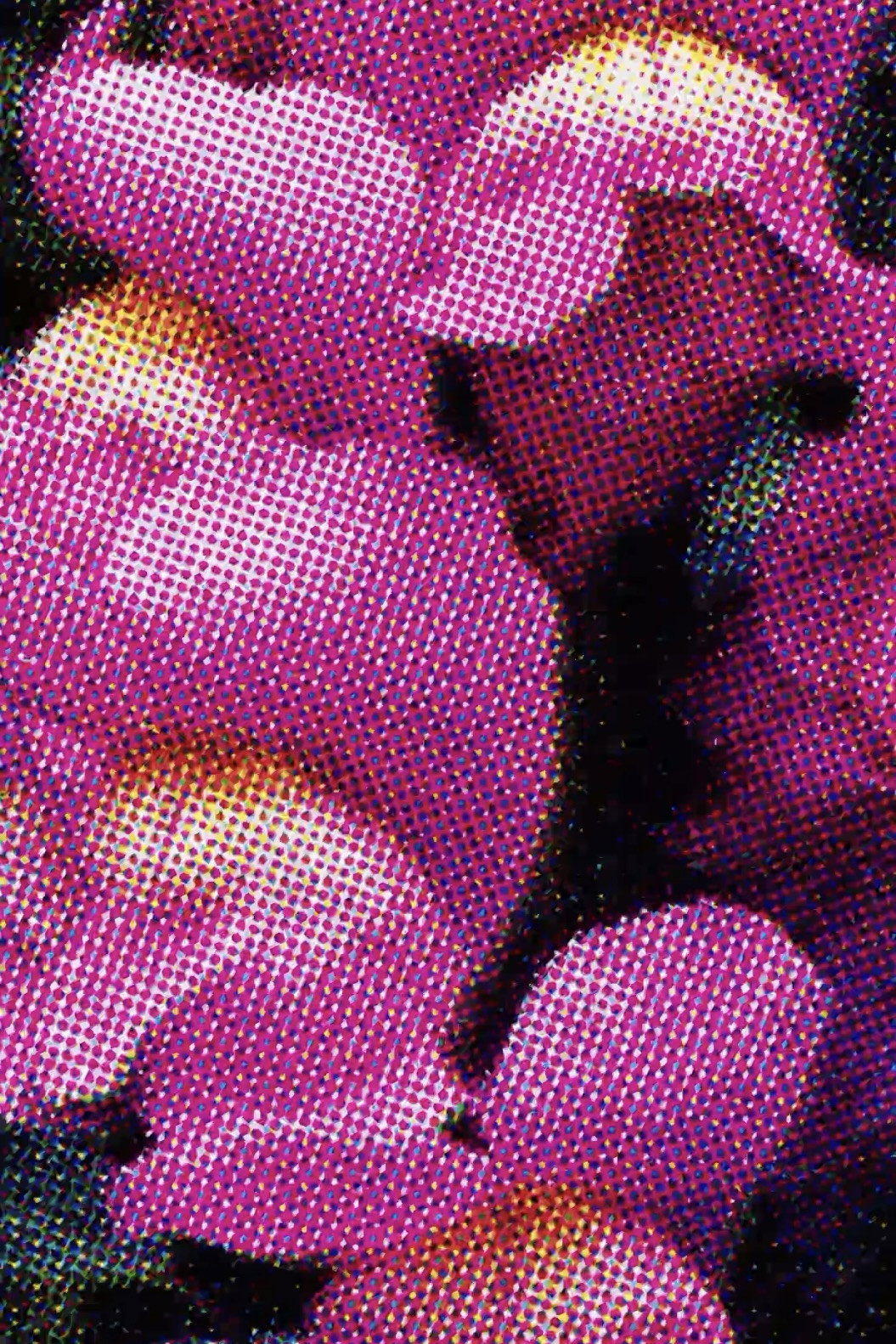 Flowers (Nahbild)