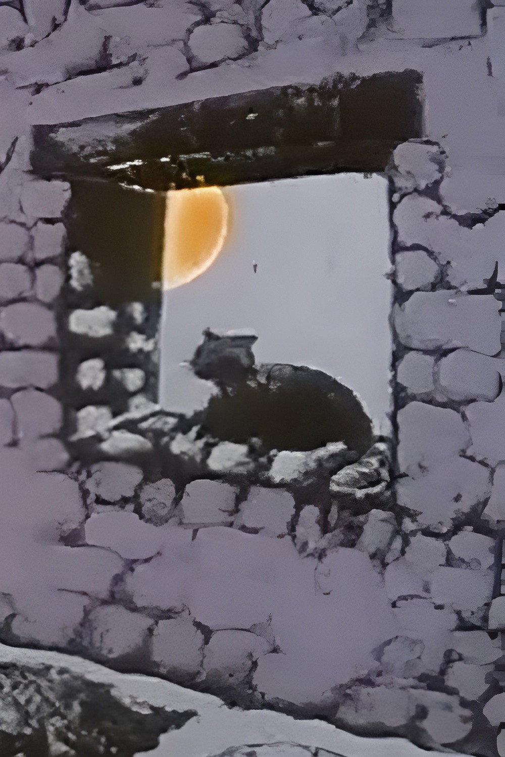 Le chat caméléon