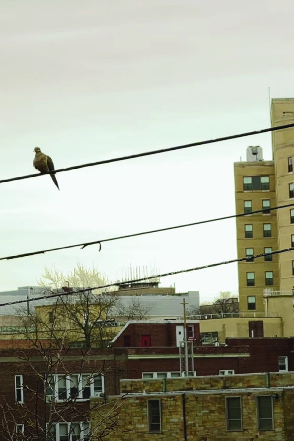 Bird on a Wire
