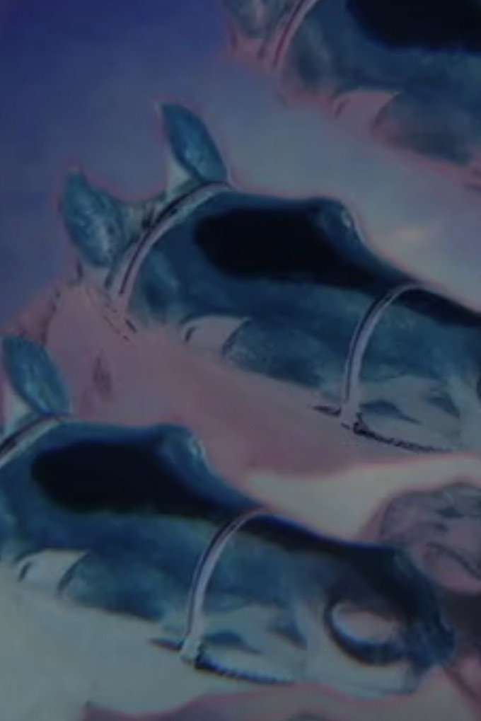 Drowning Horses