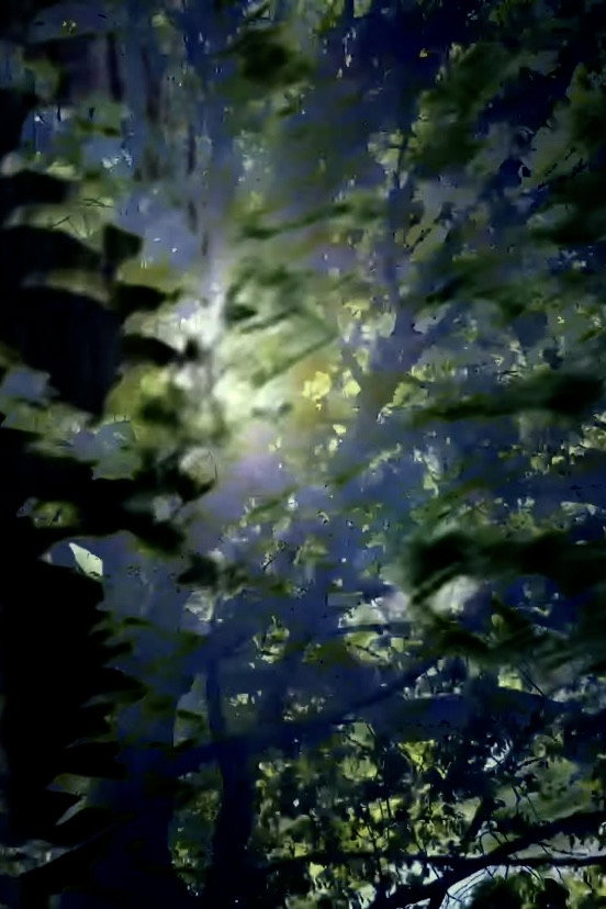 Branches