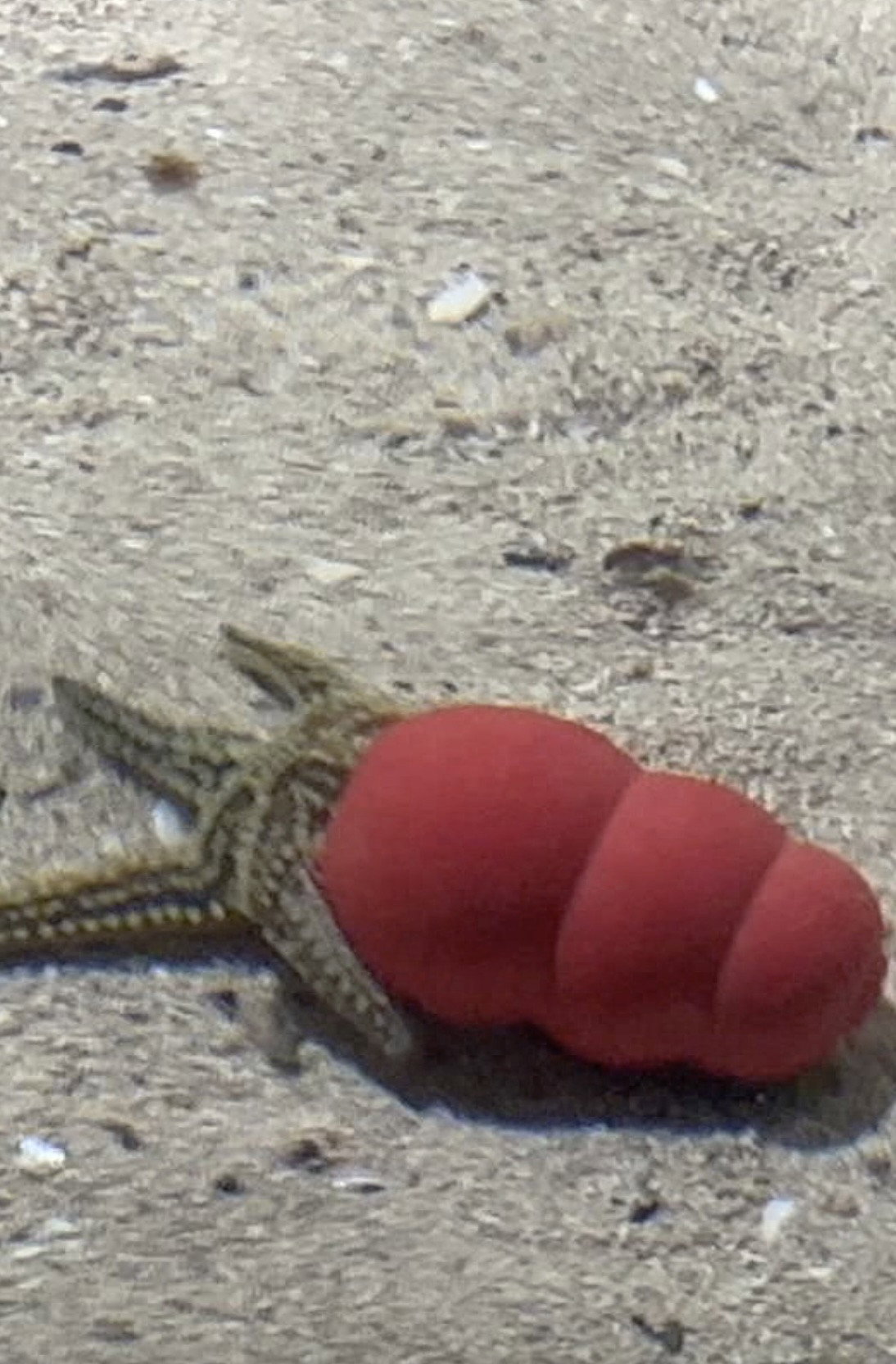 Atlantaquaria