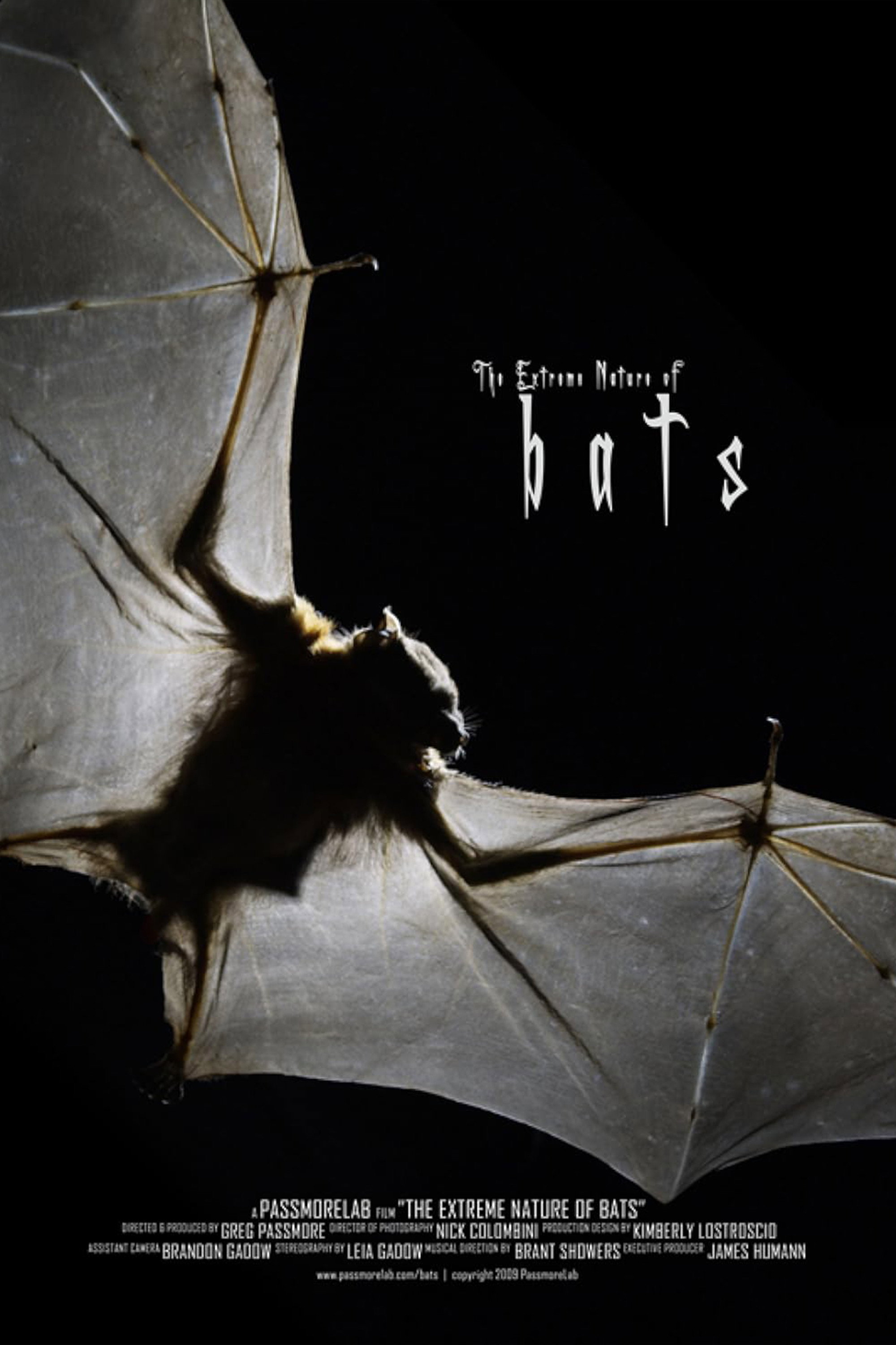 Bats