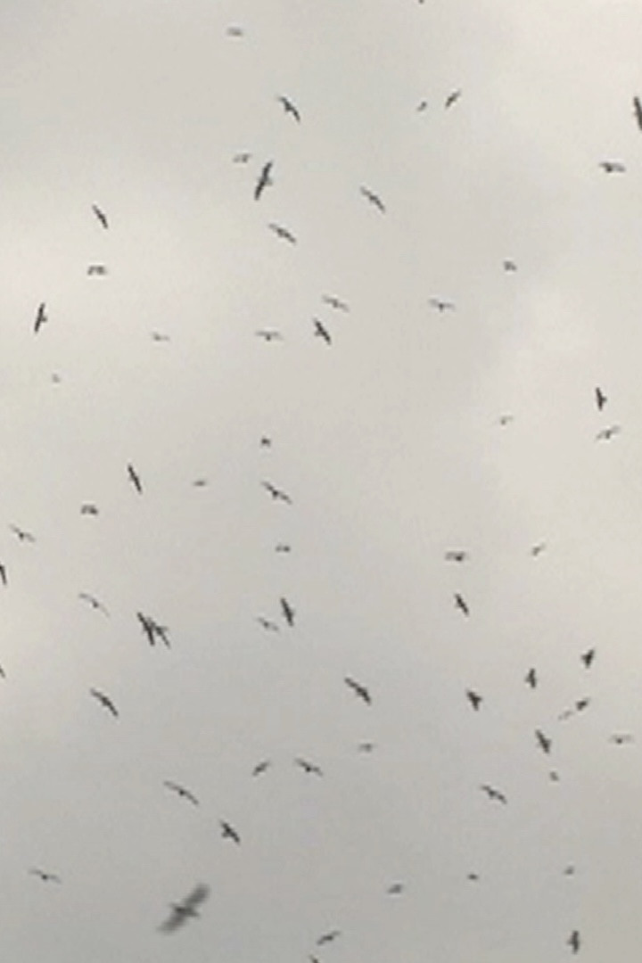 Mumurations