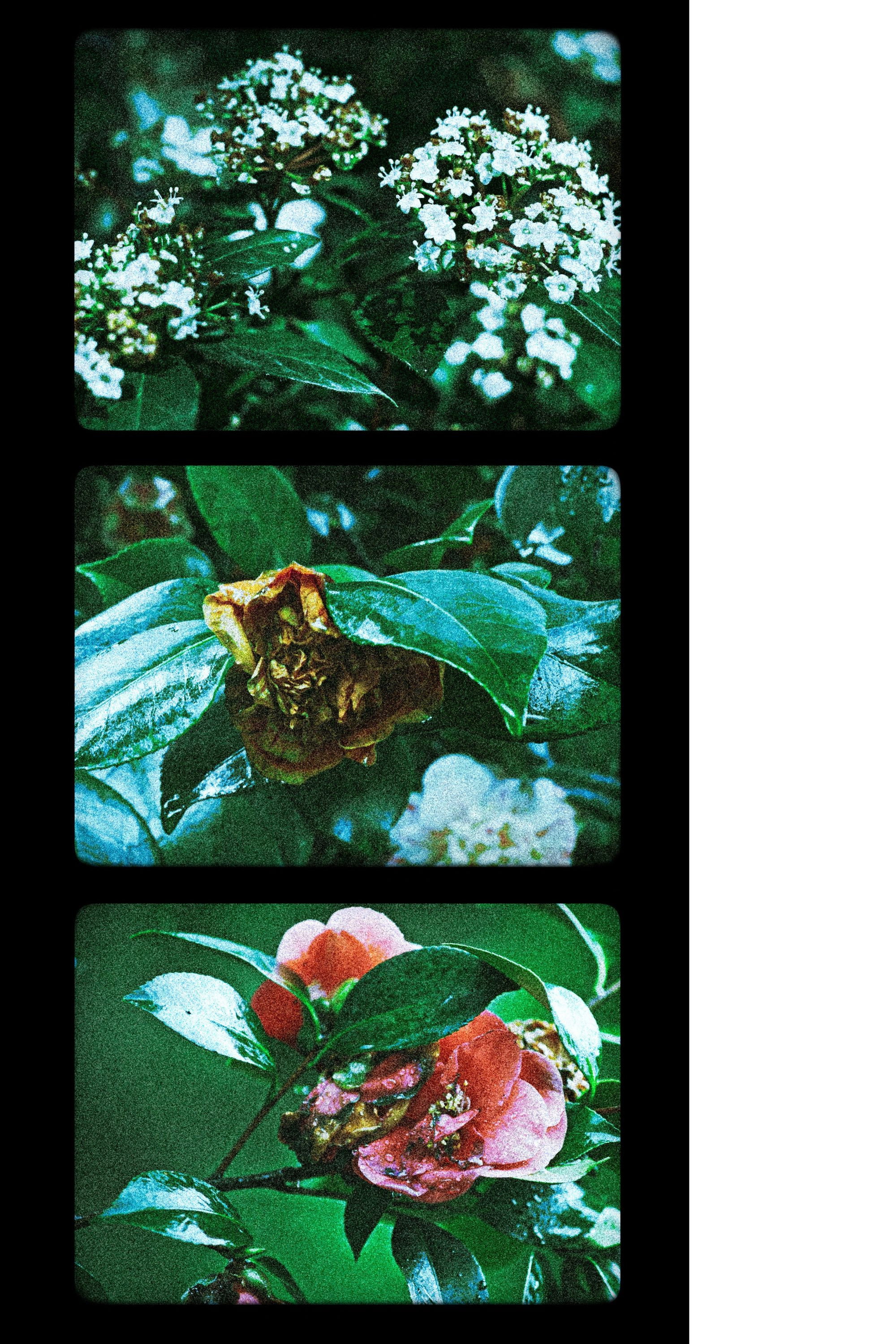 Flores (III)