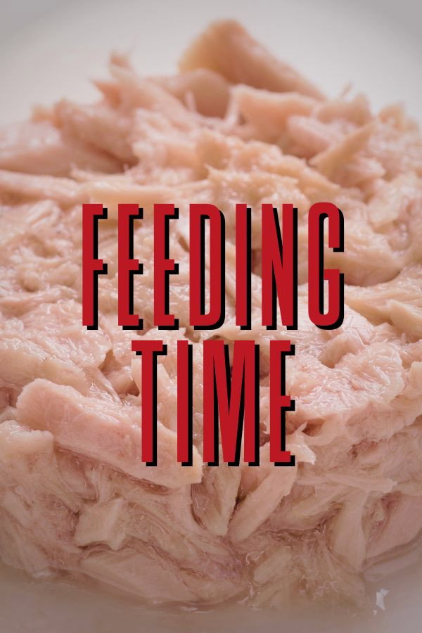 Feeding Time