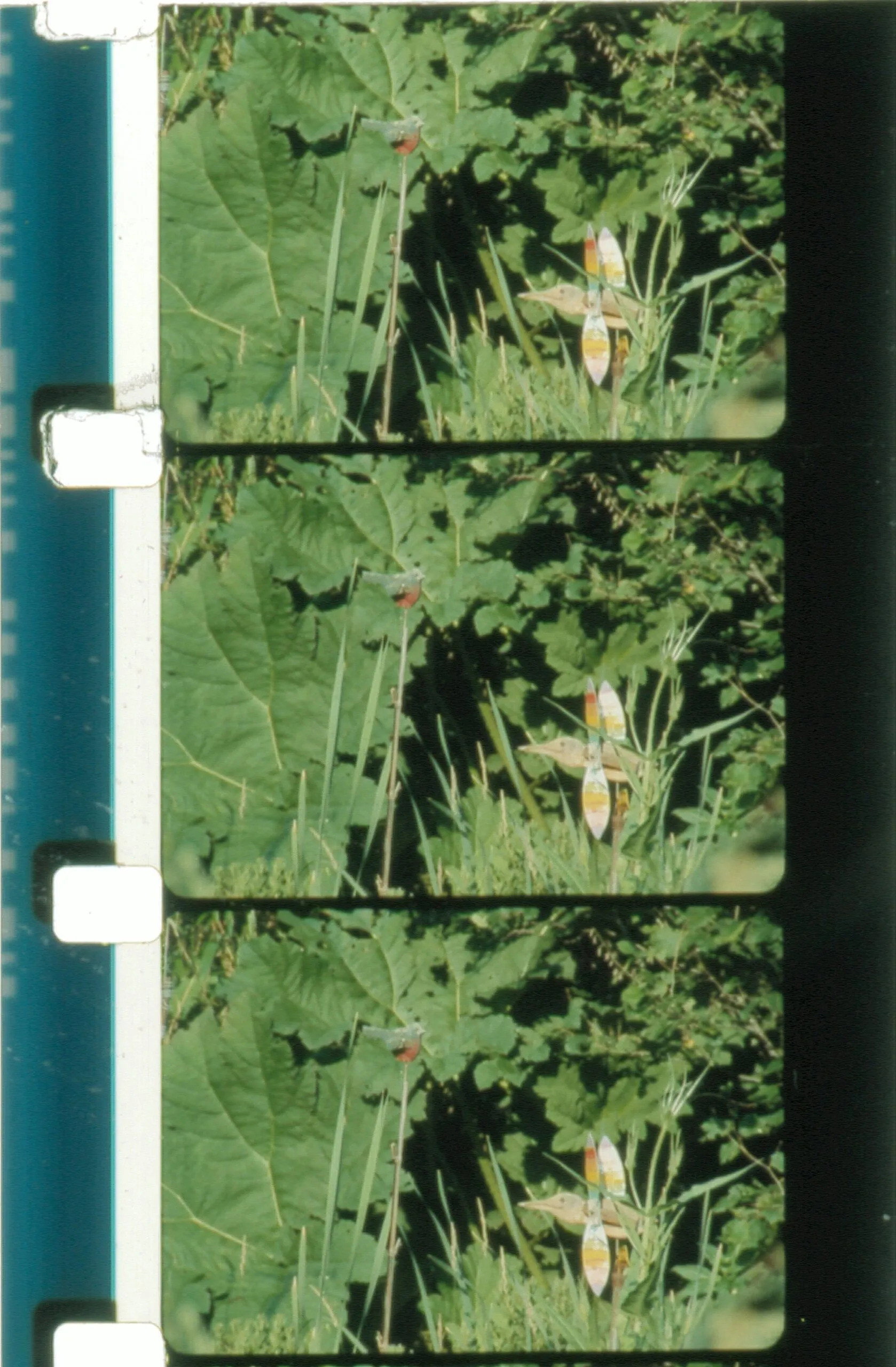 Jardin du marais