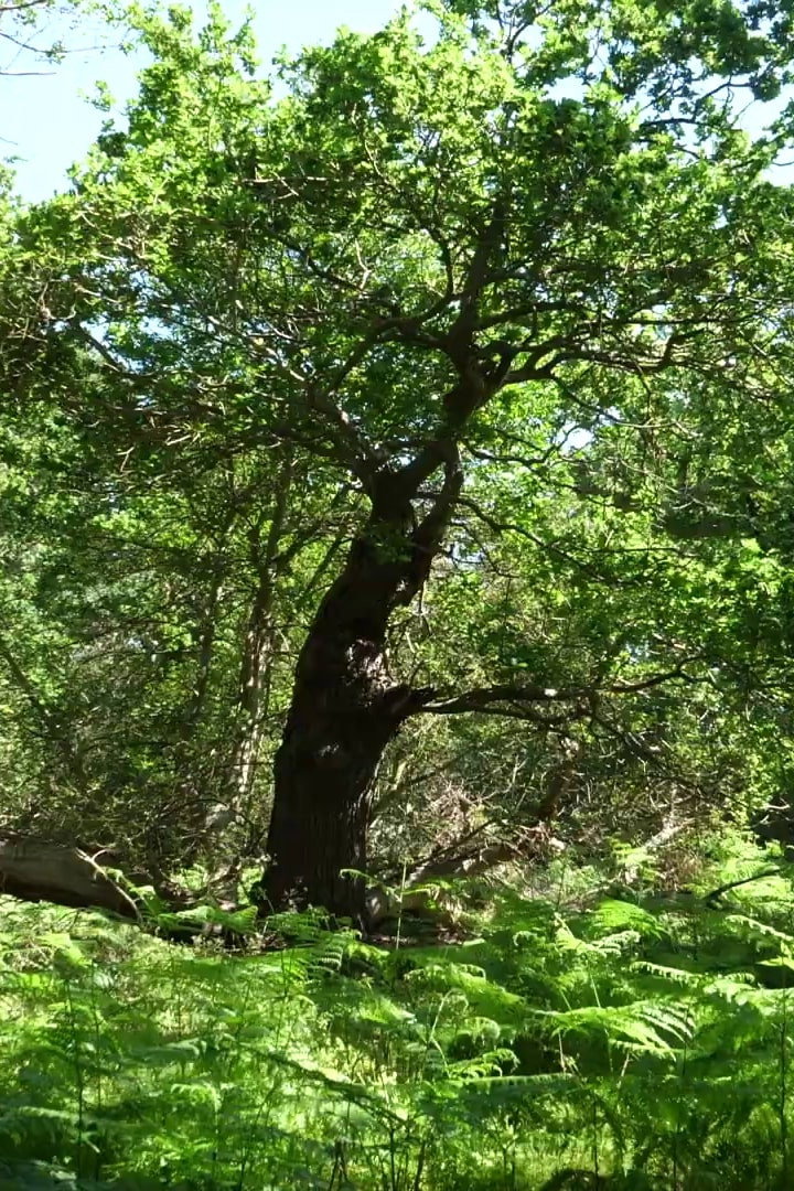 Arboreal
