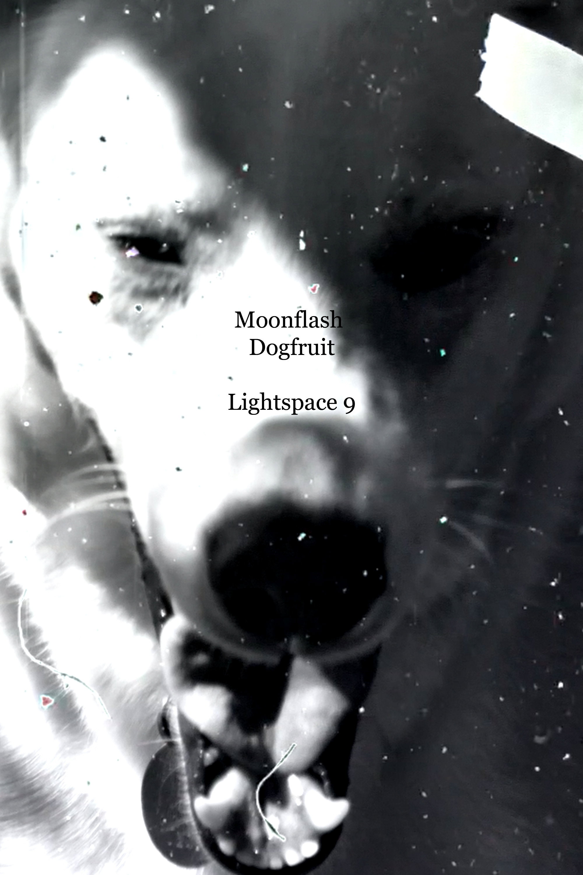 Moonflash Dogfruit